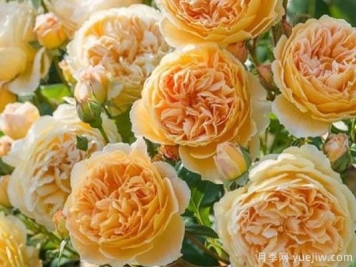 大花香水月季的养护方法，分享10种花香飘满屋