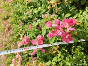 安吉拉月季盆栽苗，60厘米高基地发货