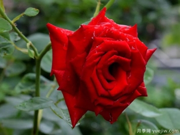 2023年情人节十大玫瑰品种销量榜，卡罗拉位居首位