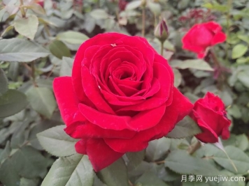 原产中国的玫瑰花(月季花)，是如何成为美国国花的？