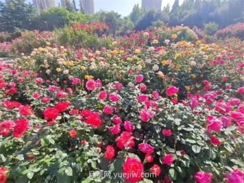 郑州月季公园40万株月季竞相绽放，感受花漾生活