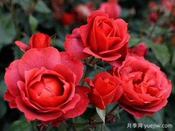 21朵玫瑰：不只是浪漫，还藏着这些深意